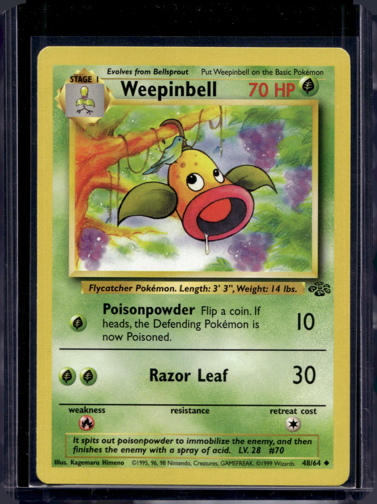 Weepinbell (Jungle - Unlimited) 48/64 Raw