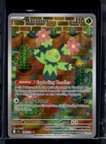 Maractus 160/159 Raw