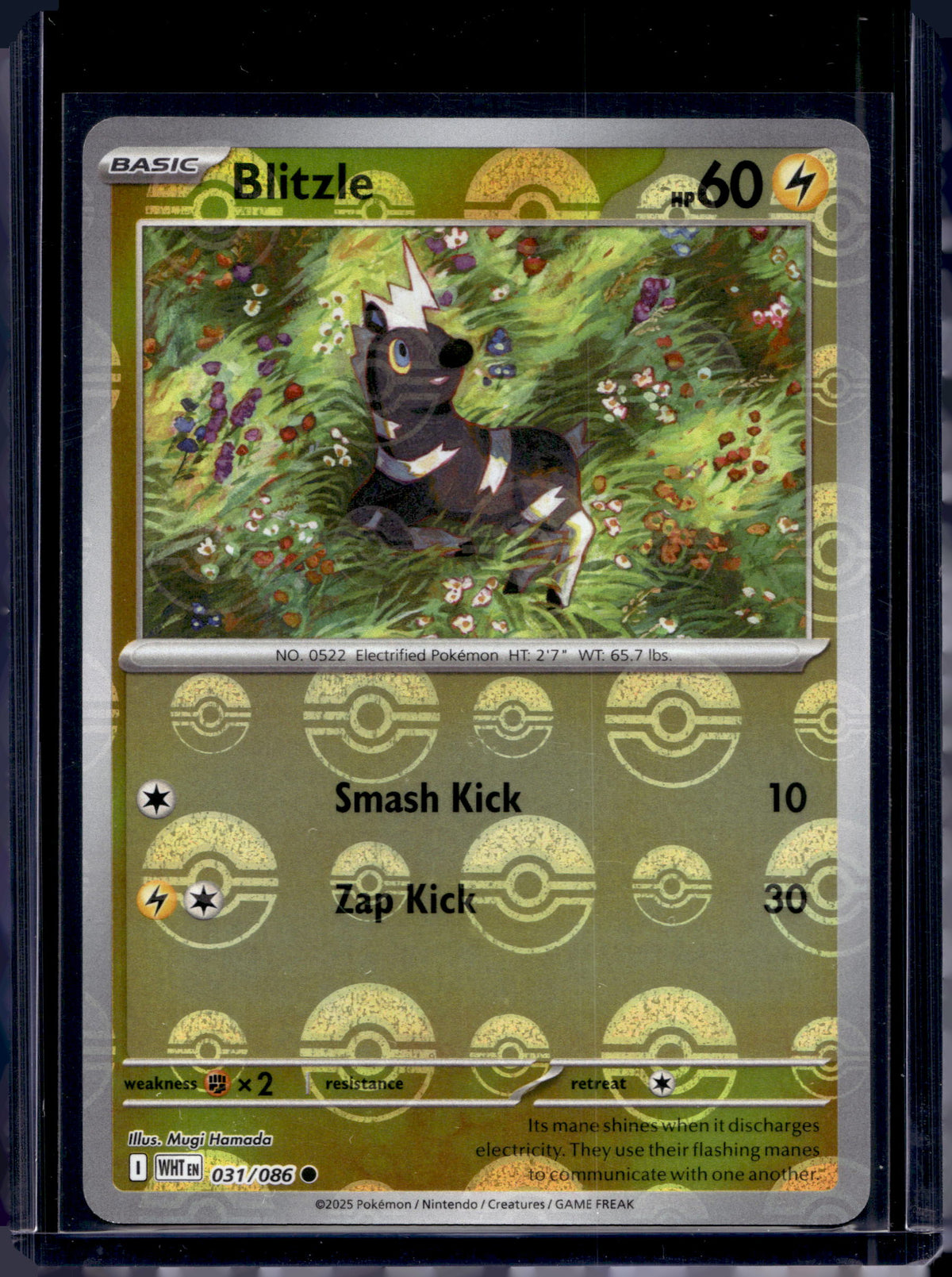 Blitzle (Poke Ball Pattern) 031/086 Raw RookieLegends